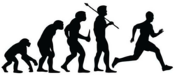 Car Stickers - Running Evolution